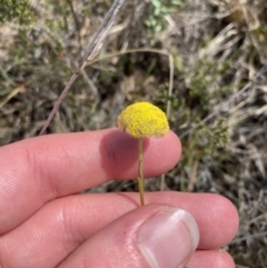 Craspedia canens at Sassafras, NSW - 3 Oct 2023