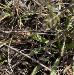 Craspedia canens at Sassafras, NSW - suppressed