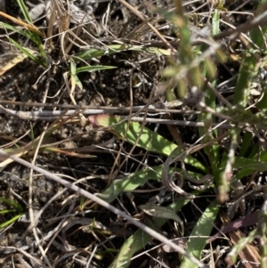 Craspedia canens at Sassafras, NSW - suppressed