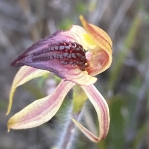 Caladenia tessellata at Sassafras, NSW - suppressed