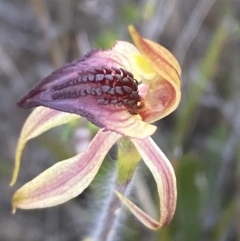 Caladenia tessellata (Thick-lip Spider Orchid) at Morton National Park - 3 Oct 2023 by Tapirlord