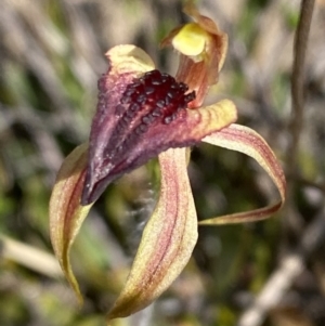 Caladenia tessellata at Sassafras, NSW - suppressed