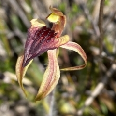 Caladenia tessellata at Sassafras, NSW - suppressed