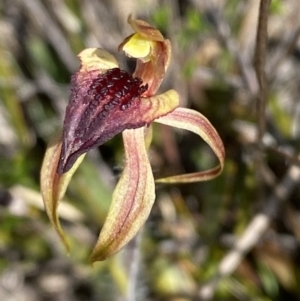 Caladenia tessellata at Sassafras, NSW - suppressed