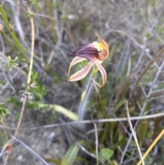 Caladenia tessellata at Sassafras, NSW - 3 Oct 2023