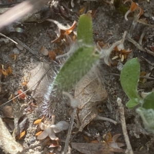 Caladenia tessellata at Sassafras, NSW - suppressed