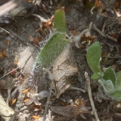 Caladenia tessellata at Sassafras, NSW - suppressed