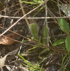 Caladenia tessellata at Sassafras, NSW - suppressed