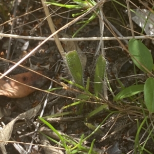 Caladenia tessellata at Sassafras, NSW - suppressed