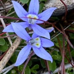 Isotoma fluviatilis subsp. australis (Swamp Isotome) at Morton National Park - 3 Oct 2023 by Tapirlord