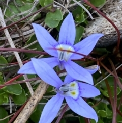 Isotoma fluviatilis subsp. australis at Sassafras, NSW - 3 Oct 2023 11:03 AM