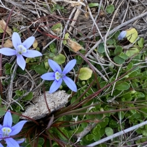 Isotoma fluviatilis subsp. australis at Sassafras, NSW - 3 Oct 2023 11:03 AM