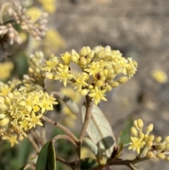 Pomaderris andromedifolia (Yellow Pomaderris) at Sassafras, NSW - 3 Oct 2023 by Tapirlord