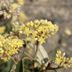 Unidentified Other Shrub at Sassafras, NSW - 2 Oct 2023 by Tapirlord