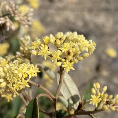 Pomaderris andromedifolia (Yellow Pomaderris) at Sassafras, NSW - 3 Oct 2023 by Tapirlord