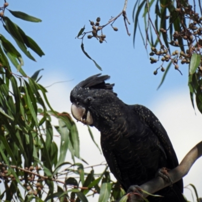 Calyptorhynchus banksii (Red-tailed Black-cockatoo) at Branyan, QLD - 29 Sep 2023 by Gaylesp8