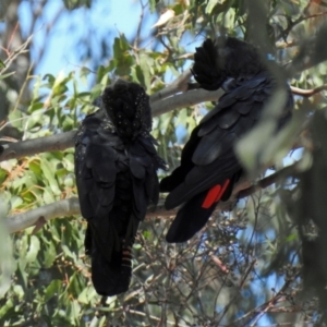 Calyptorhynchus banksii at Branyan, QLD - 29 Sep 2023 01:05 PM