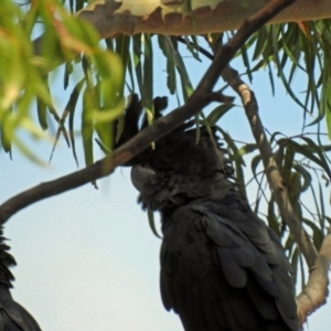 Calyptorhynchus banksii at Branyan, QLD - 29 Sep 2023 01:05 PM