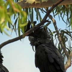 Calyptorhynchus banksii at Branyan, QLD - 29 Sep 2023