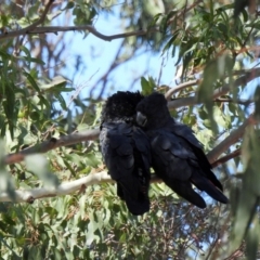 Calyptorhynchus banksii at Branyan, QLD - 29 Sep 2023 01:05 PM