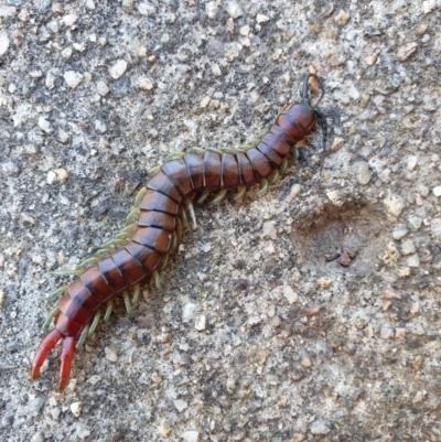 Cormocephalus aurantiipes (Orange-legged Centipede) at Red Hill to Yarralumla Creek - 8 Oct 2023 by jmcleod