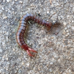 Cormocephalus aurantiipes at Hughes, ACT - suppressed