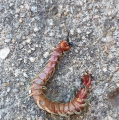 Cormocephalus aurantiipes at Hughes, ACT - suppressed