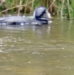 Biziura lobata (Musk Duck) at Paddys River, ACT - 8 Oct 2023 by Jiggy