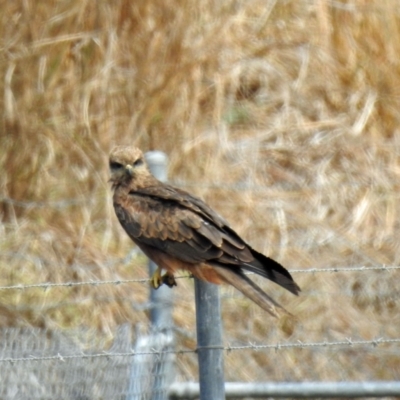 Milvus migrans (Black Kite) at Branyan, QLD - 29 Sep 2023 by Gaylesp8