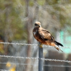 Milvus migrans at Branyan, QLD - 29 Sep 2023