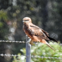 Milvus migrans at Branyan, QLD - 29 Sep 2023