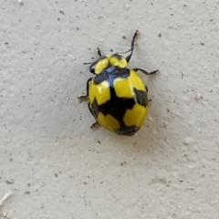 Illeis galbula (Fungus-eating Ladybird) at Jerrabomberra, NSW - 8 Oct 2023 by SteveBorkowskis