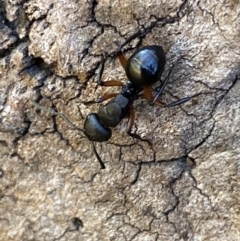Polyrhachis femorata (A spiny ant) at QPRC LGA - 8 Oct 2023 by SteveBorkowskis