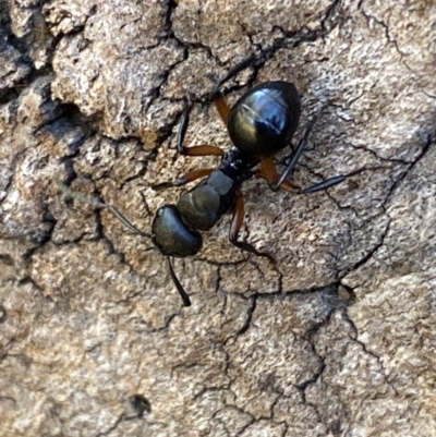 Polyrhachis femorata (A spiny ant) at Jerrabomberra, NSW - 8 Oct 2023 by SteveBorkowskis