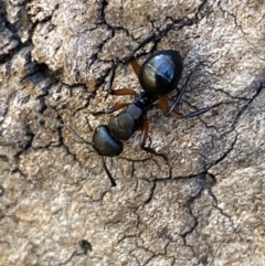 Polyrhachis femorata (A spiny ant) at Jerrabomberra, NSW - 8 Oct 2023 by SteveBorkowskis