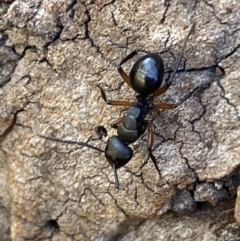 Polyrhachis femorata at Jerrabomberra, NSW - 8 Oct 2023