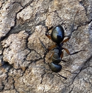 Polyrhachis femorata at Jerrabomberra, NSW - 8 Oct 2023