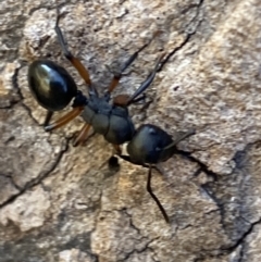 Polyrhachis femorata at Jerrabomberra, NSW - 8 Oct 2023 05:52 PM