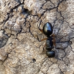 Polyrhachis femorata at Jerrabomberra, NSW - 8 Oct 2023