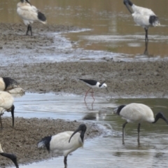 Himantopus leucocephalus (Pied Stilt) at Branyan, QLD - 29 Sep 2023 by Gaylesp8