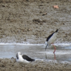 Himantopus leucocephalus at Branyan, QLD - 29 Sep 2023