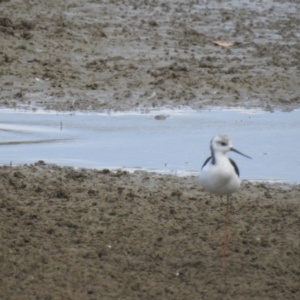 Himantopus leucocephalus at Branyan, QLD - 29 Sep 2023