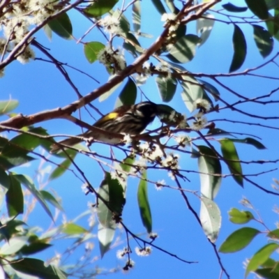 Phylidonyris novaehollandiae (New Holland Honeyeater) at Broulee Moruya Nature Observation Area - 8 Oct 2023 by LisaH