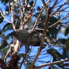 Anthochaera chrysoptera (Little Wattlebird) at Broulee Moruya Nature Observation Area - 8 Oct 2023 by LisaH