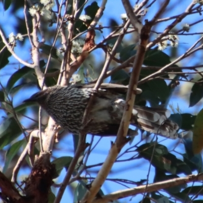 Anthochaera chrysoptera (Little Wattlebird) at Broulee Moruya Nature Observation Area - 8 Oct 2023 by LisaH