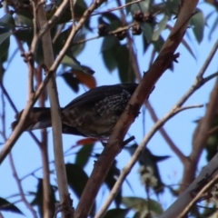 Anthochaera chrysoptera at Broulee, NSW - suppressed