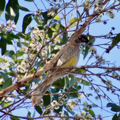 Anthochaera carunculata (Red Wattlebird) at Broulee Moruya Nature Observation Area - 8 Oct 2023 by LisaH