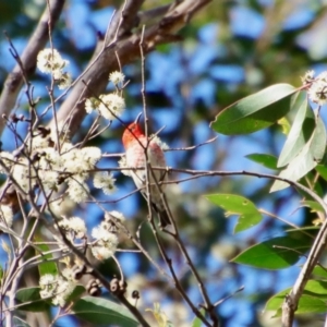 Myzomela sanguinolenta at Broulee, NSW - suppressed