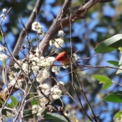 Myzomela sanguinolenta at Broulee, NSW - suppressed