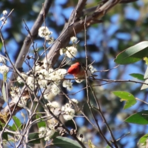 Myzomela sanguinolenta at Broulee, NSW - suppressed